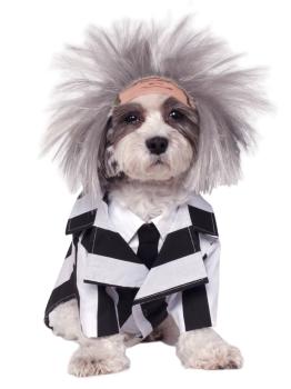 Disfraz de Beetlejuice para perro
