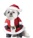 Disfraz de Papá Noel para perro