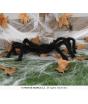 Aranha preta, 70 cm.