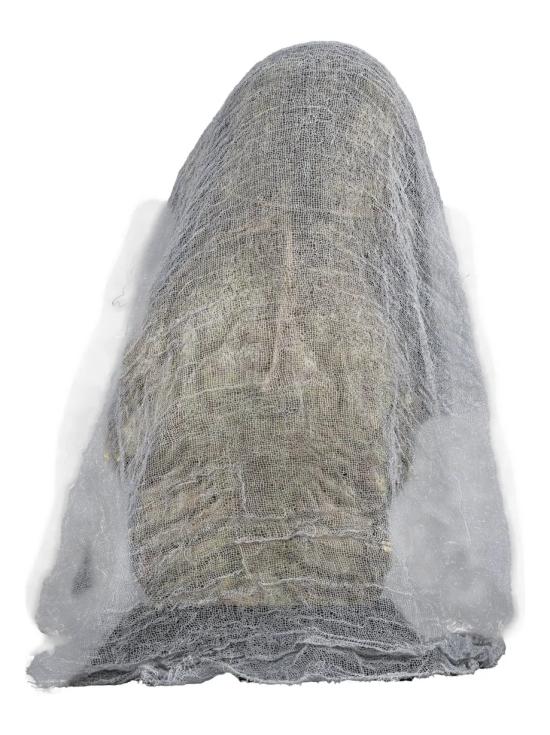 Busto decorativo de bruxa macabra para o Halloween – 38 cm
