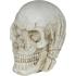 Crânio de resina (6 cm) - Decoração de Halloween para festas com tema de esqueletos e celebrações aterrorizantes - Ideal para ambientes góticos e cenários assustadores - Bege