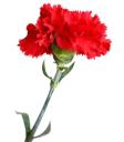 Tecido Cravo Vermelho