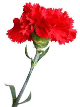 Tecido Cravo Vermelho
