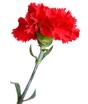 Tecido Cravo Vermelho