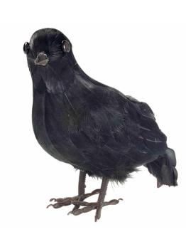Corvo 27 cms.