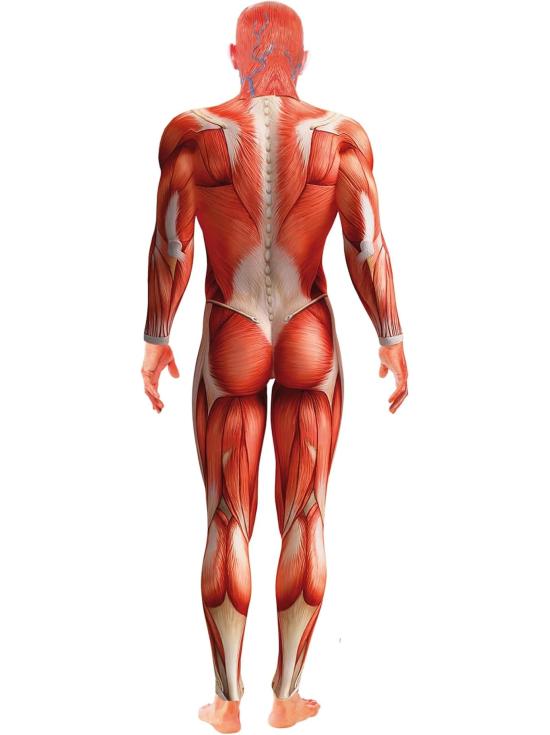 Disfraz Anatomía Humana Terror adulto