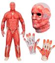 Traje de anatomia FAST COSTUME para adultos