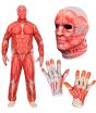 Traje de anatomia FAST COSTUME para adultos