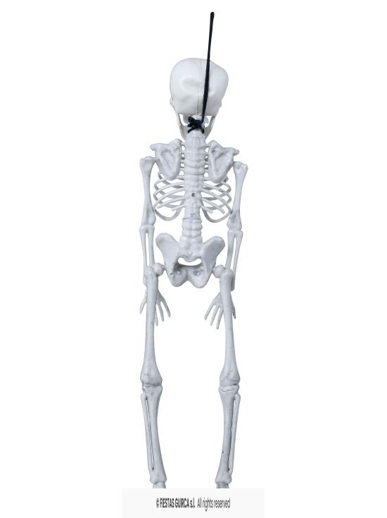 Esqueleto de 40 cm.