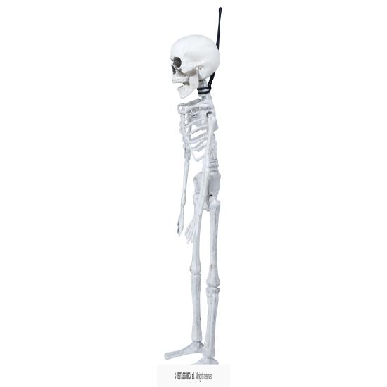 Esqueleto de 40 cm.