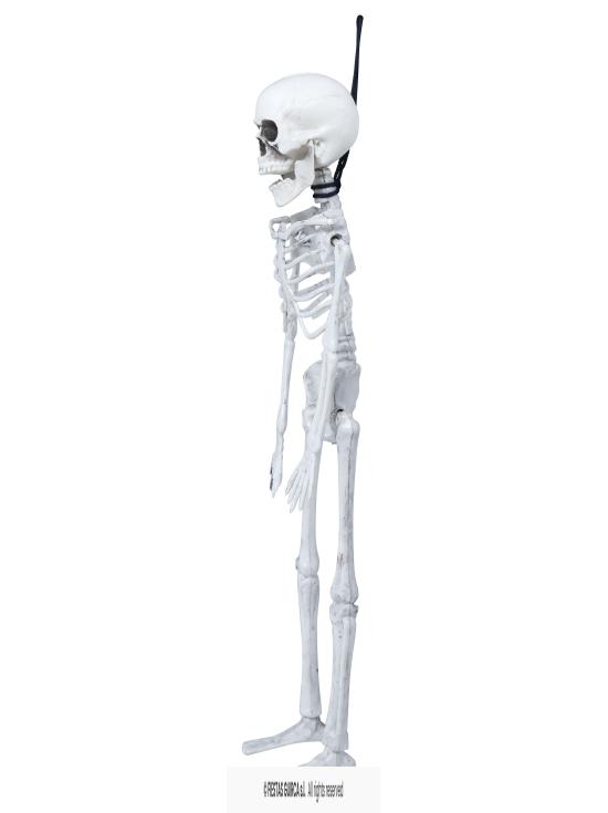 Esqueleto de 40 cm.