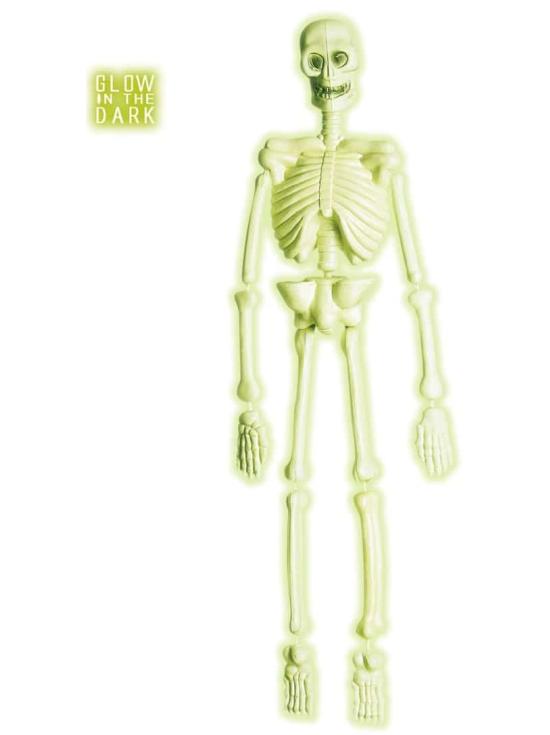 Esqueleto de laboratório fluorescente ·3D 92 cm