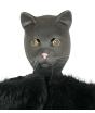 Máscara de látex para gato